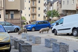 Nesvakidašnji prizor u gradu, svinje šetaju ulicom