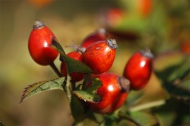 Šipurak kao prirodni multivitamin