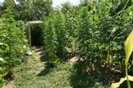 Policijska akcija u Doboju: Pronađena plantaža konoplje, oduzete ...