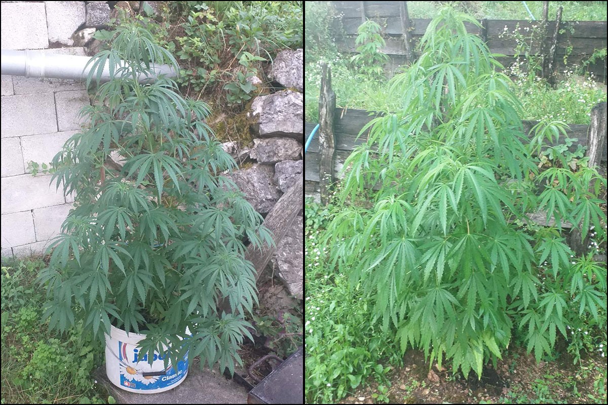 Akcija "Insider": Zbog krijumčarenja ljudi 11 uhapšenih, zaplijenjena droga