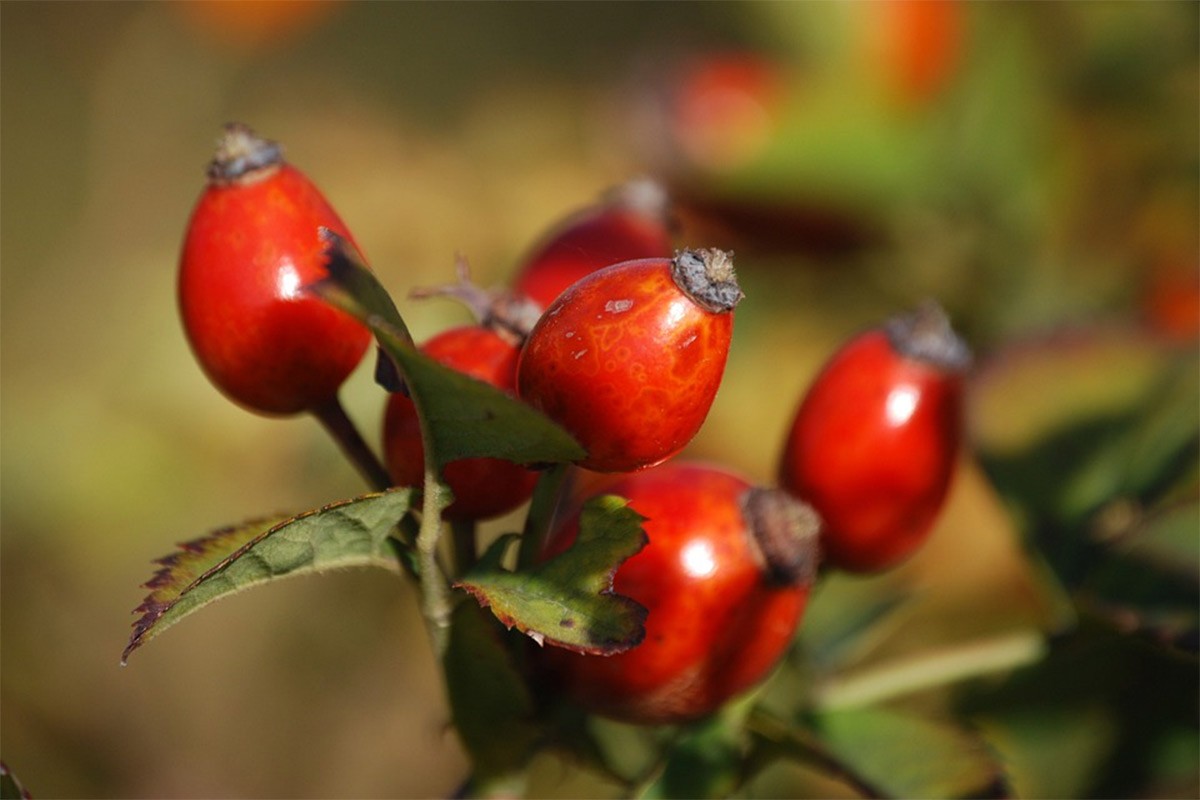 Šipurak kao prirodni multivitamin