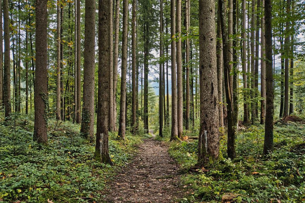 Koja zemlja Evropske unije ima najviše šuma, a koja najmanje
