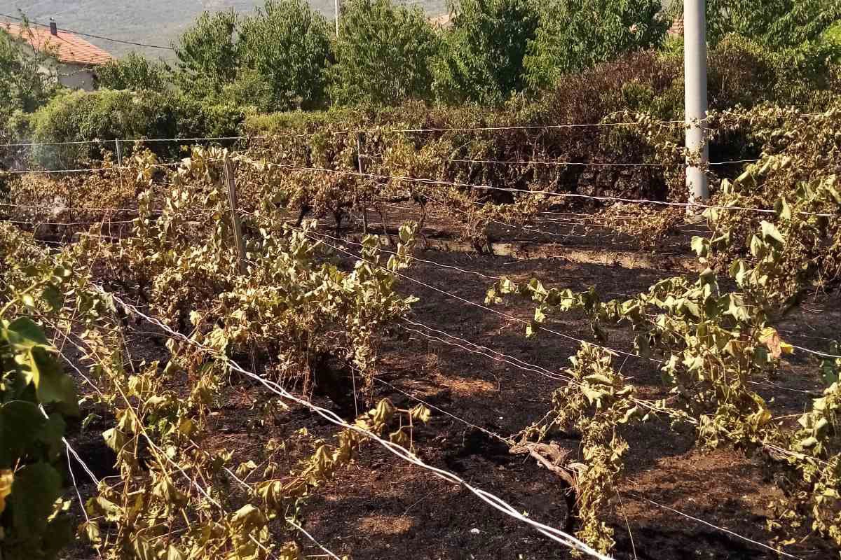 Vinogradi u posljednji čas spaseni od požara