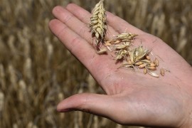 Silosi puni, čekaju da otkupljivači odriješe kesu