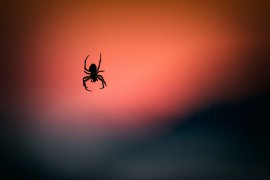Istraživači otkrili kako pauci sanjaju