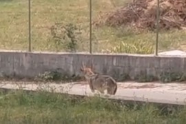 Ranjen vuk šeta oko Knina