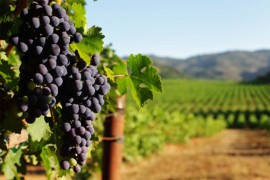 Ceh ekstremne suše: Da li će vino poskupjeti?