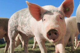 “Top farm” u Novoj Topoli treći put na prodaji: Lokacija najjači ...