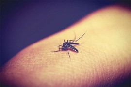 Potvrđena dva slučaja zaraze groznicom Zapadnog Nila