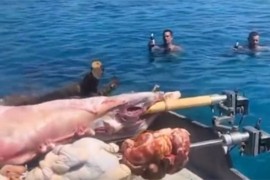 Pored skupocjenih jahti "okrenuli" jagnje na ražnju