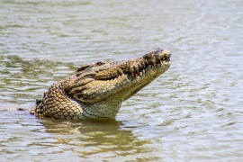 Krokodil plivao i vukao tijelo čovjeka (VIDEO)