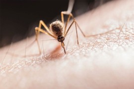 Evo kako da na prirodan način spriječite komarce da vas ujedaju