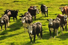 Udar na irske farmere: Moraju da smanje broj grla