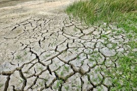 Proglašena prirodna nepogoda zbog suše u šest gradova i 16 opština ...