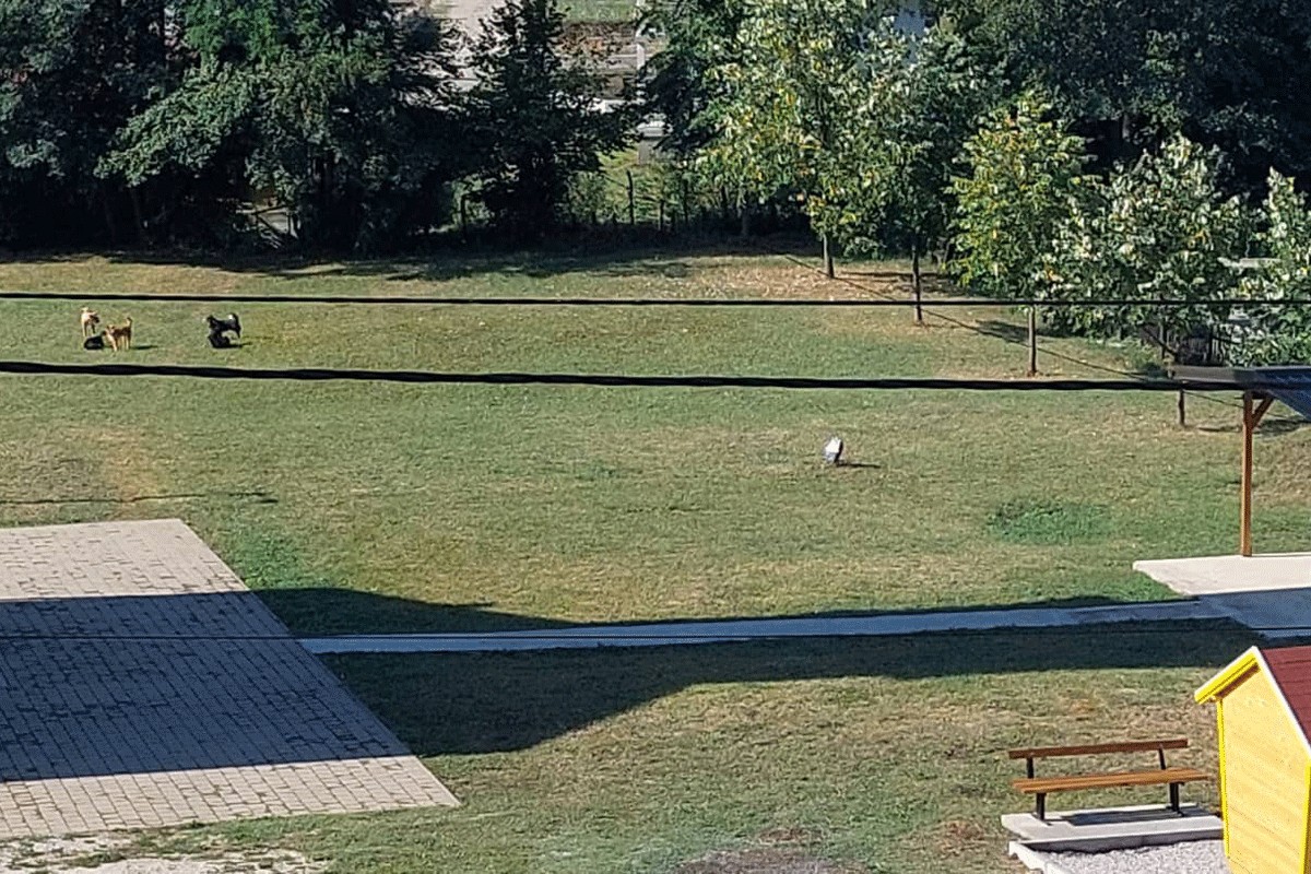 Psi lutalice okupirali igralište u Motikama, mještani u strahu za djecu