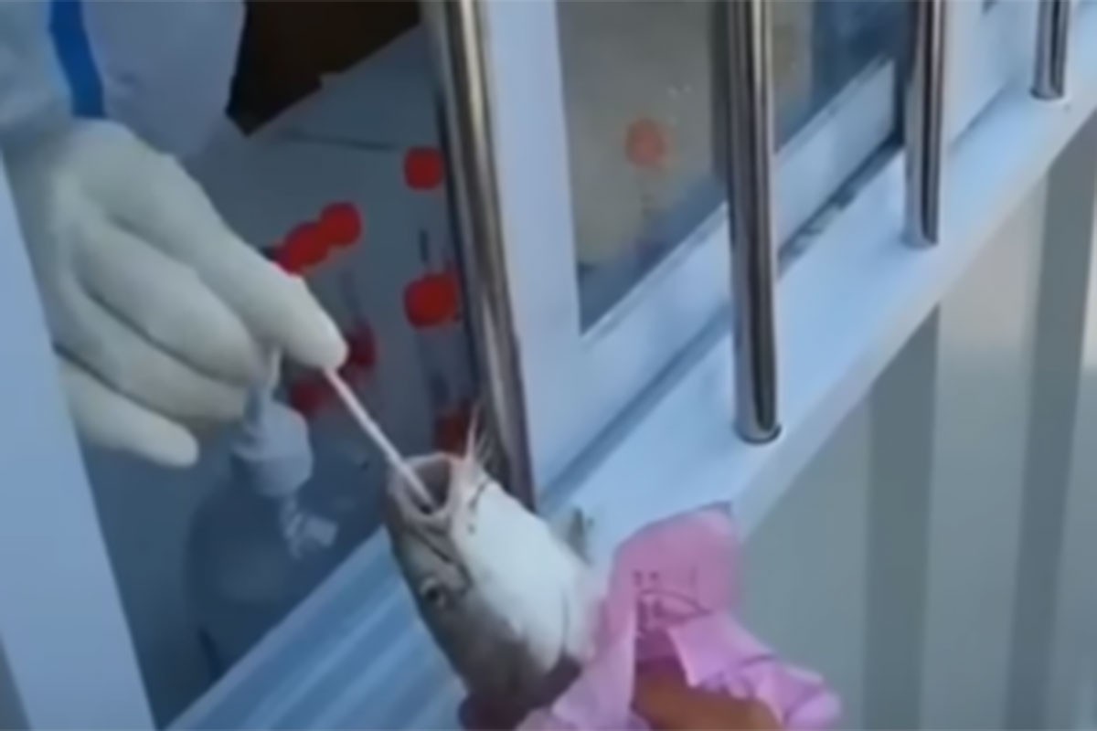 Testirali ribe na koronu (VIDEO)