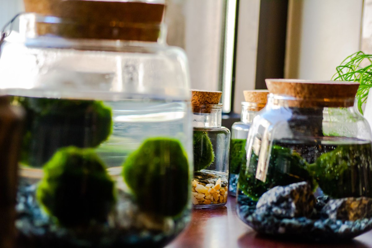 Marimo loptice, čudesne biljke sa dna jezera najljepši ukras u domu