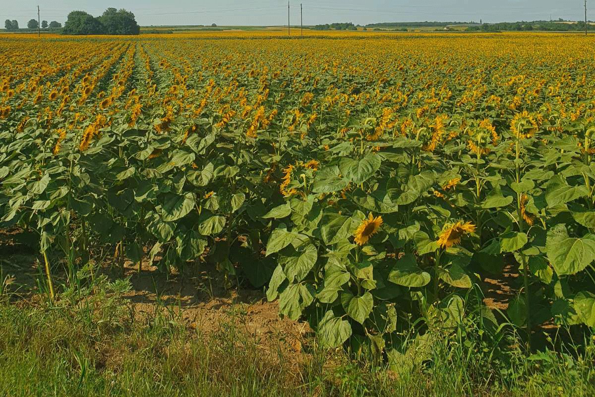 Suncokret podbacio za 20%, otkupna cijena ni na vidiku