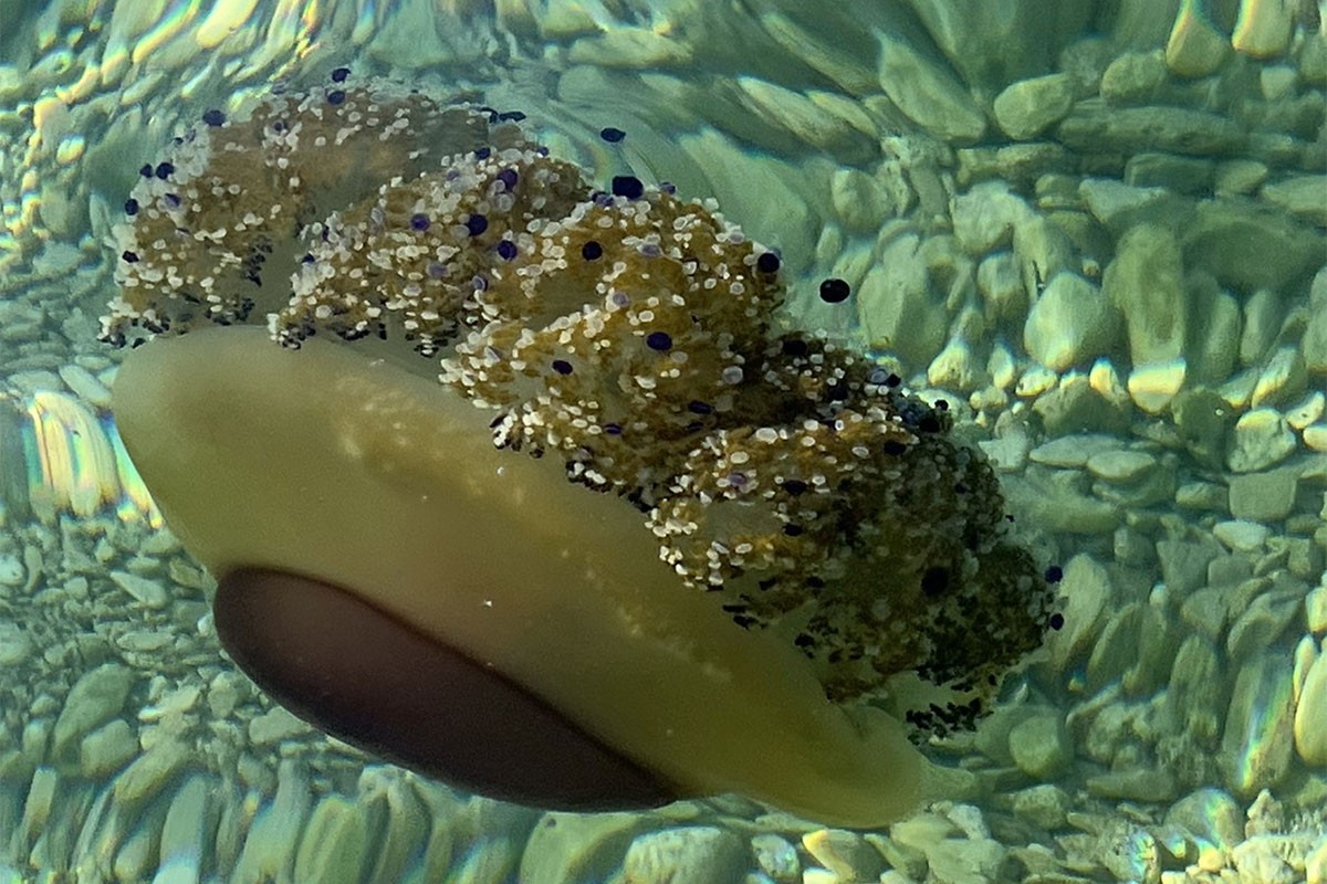 Kupači u Istri strahuju od meduza u moru