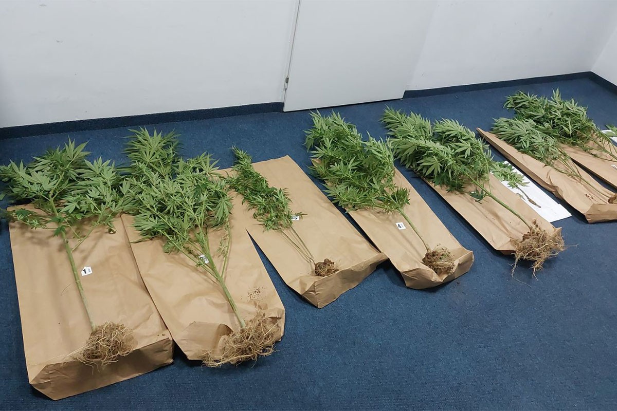 Pronađena marihuana, laboratorija za uzgoj i vaga, jedno uhapšeno