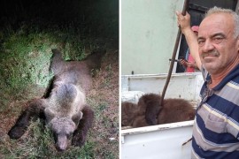 Medvjed napao čobanina i stado ovaca