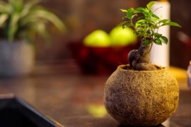 Neprolazan trend u svijetu biljaka: Bonsai drvce, zelena skulptura u ...