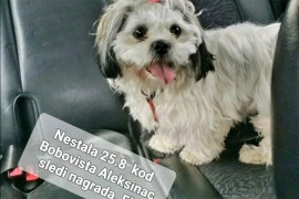 Izgubila psa pa poklanja auto onom ko ga pronađe