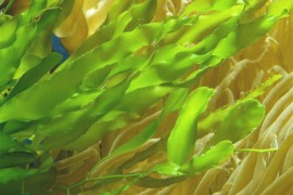 Aponogeton - jedna od omiljenih akvarijumskih biljaka