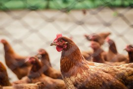 Holandija uništava 201.000 pilića zbog ptičijeg gripa