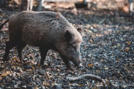 Divlje svinje terorišu stanovnike Novog Zelanda