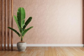 Egzotično drvo banane nesvakidašnji ukras u domu