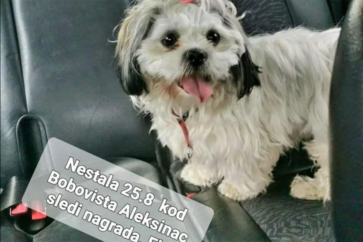 Izgubila psa pa poklanja auto onom ko ga pronađe