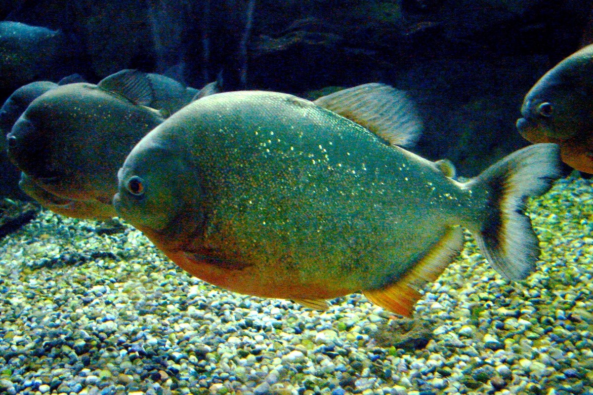 Upecana pirana u Savi