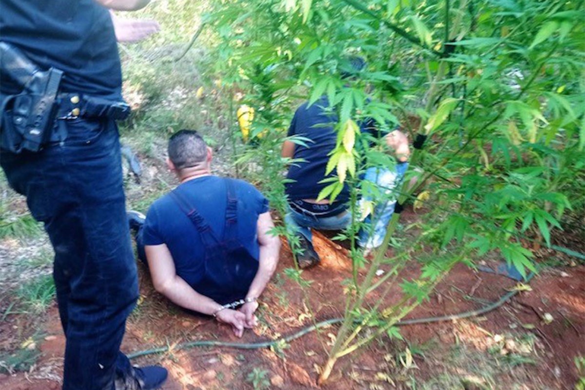 Akcija "Plantaža": Pronađene 93 stabljike marihuane, uhapšen dvojac