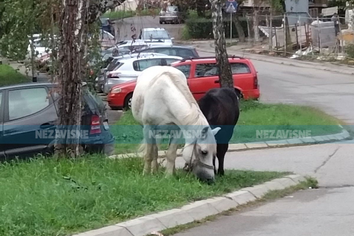 Neobičan prizor u Banjaluci: Konji lutaju Starčevicom