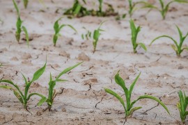 Zbog klimatskih promjena ljetnje suše 20 puta izvjesnije