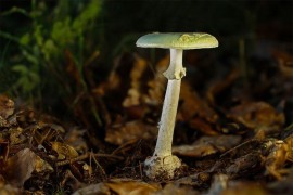 Gljiva kojom su se otrovali kupci sa šabačke pijace jedna od ...