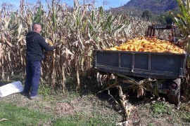 Suša prepolovila rod kukuruza u Srebrenici, haraju divlje svinje