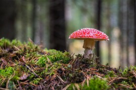 Vic dana: Kako prepoznati gljivu otrovnicu