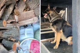Pas nanjušio 200 litara rakije u kombiju punom drva