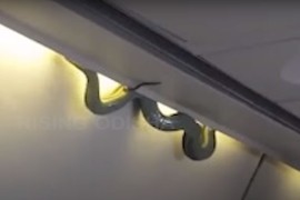 Zmija na letu, putnici vrištali i dizali noge