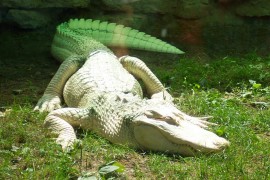 Živ albino aligator pronađen u prtljagu na aerodromu