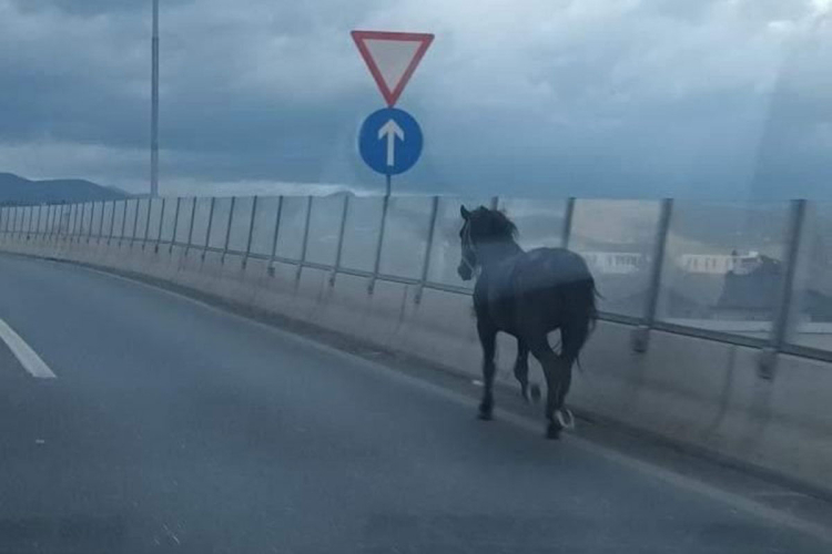 Odbjegli konj trčao Sarajevom