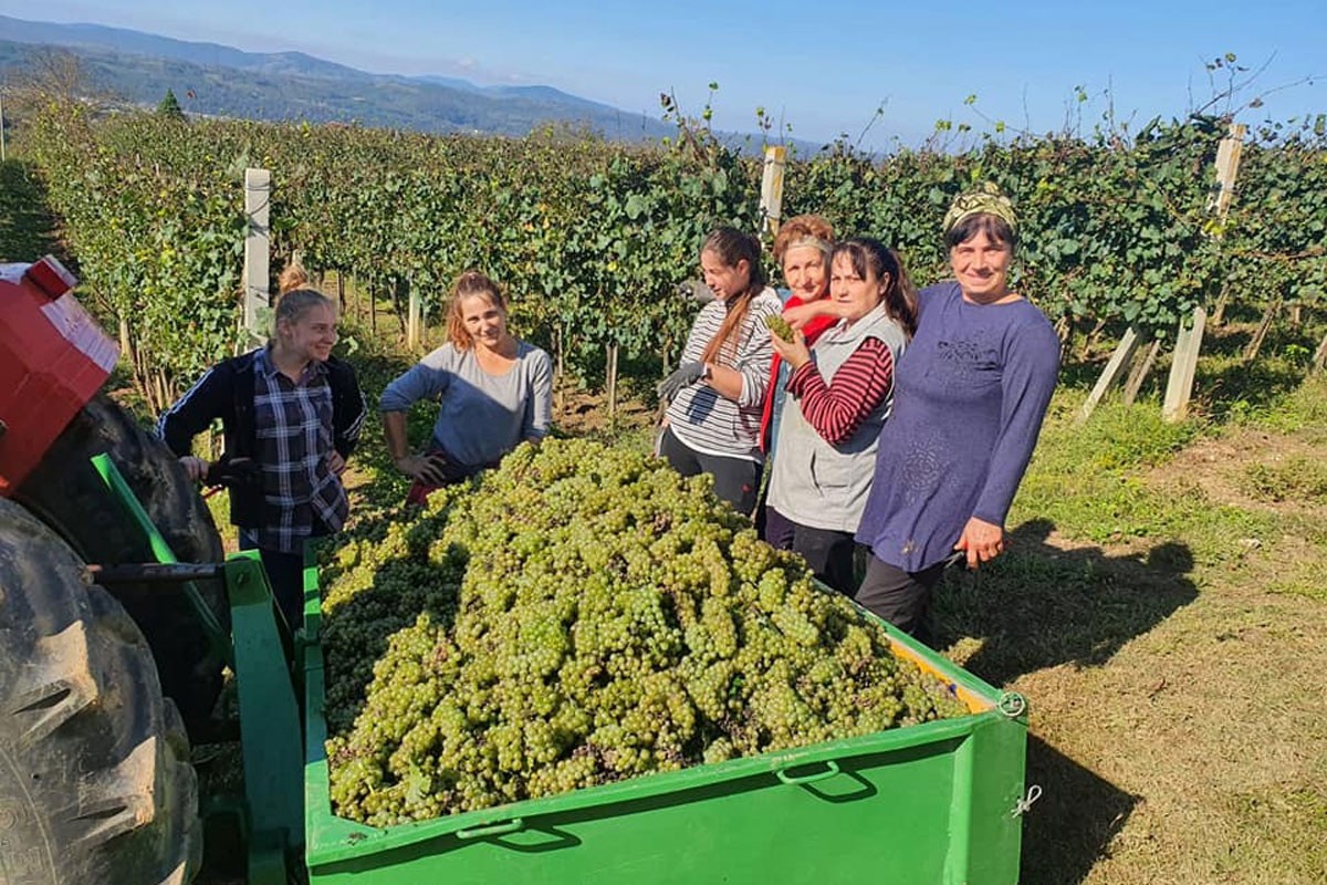 Suša pokvarila urod grožđa, ali nije kvalitet