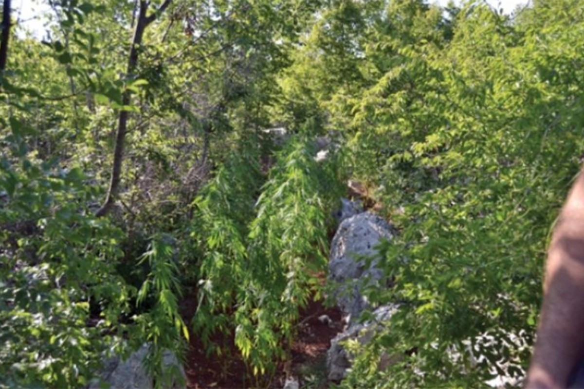 Otkrivene plantaže marihuane kod Kotora, dva lica uhapšena