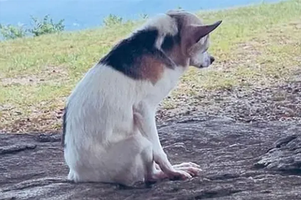 Uginuo najstariji pas na svijetu