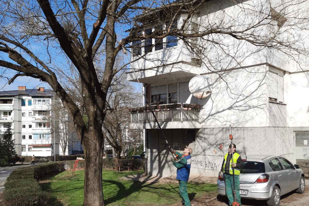 Uklonjeno 100, a posađeno 600 stabala