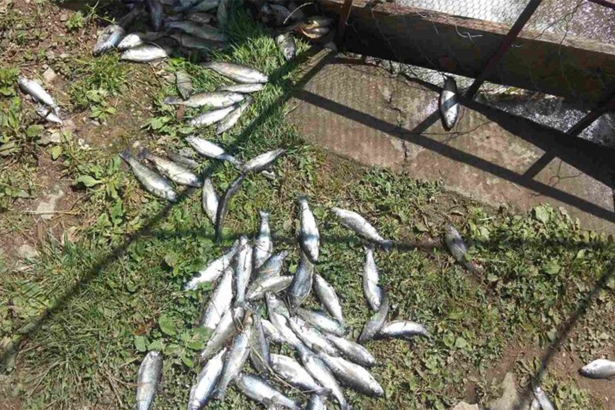 Uginulo 13.000 pastrmki, podnijeta krivična prijava