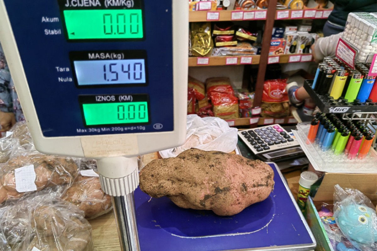 Najteži krompir od 1.540 grama uzgojio Radovan Tolimir