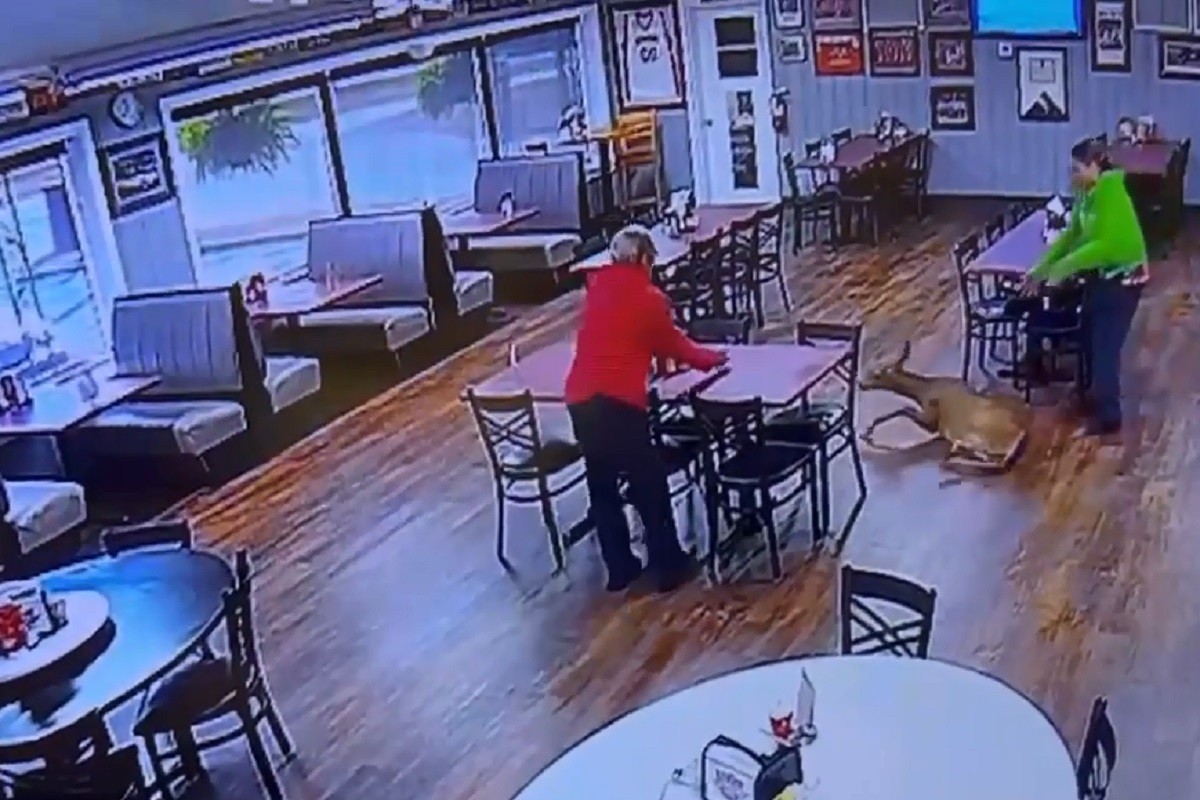 Gost iz šume se izgubio u restoranu (VIDEO)